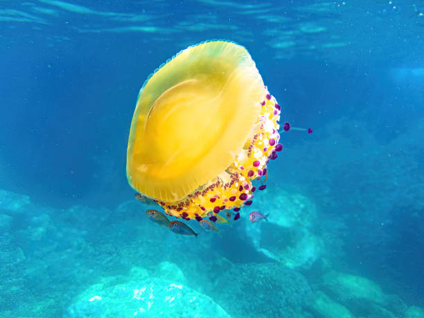 istock close up of Mediterranean Jellyfish 1371053264