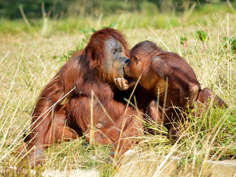 Mother and juvenile orangoutans (Pongo pygmaeus) sitting on grass and showing signs of affection