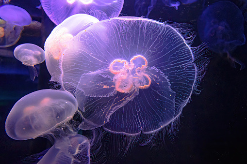 the Moon Jellyfish of aquarium floating in the water. Aurelia aurita species living in tropical waters of the Indian, Pacific and Atlantic oceans.