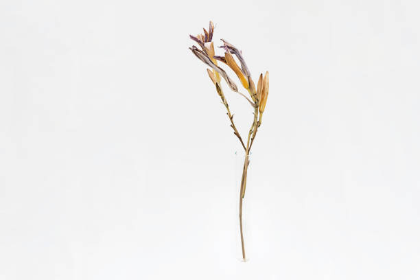 Withered lily flower, close up. Beautiful dried flowers  against light background.