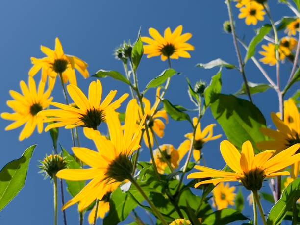 istock Yellow Flowering Jerusalem Artichoke Plants 1371054964