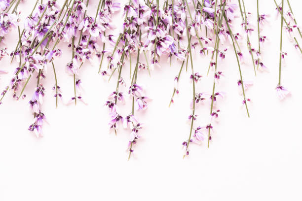 istock Flowers composition. Pink flowers on pink background. Easter, spring concept. Greeting card. 1371056056