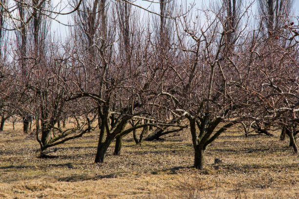 istock Apple tree plantation, garden of the apple 1371056069