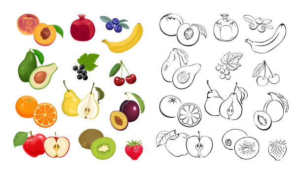 열매와 과일 벡터 아�이콘 세트. 컬러 만화 평면 일러스트와 윤곽선. - pomegranate fruit tropical fruit freshness stock illustrations