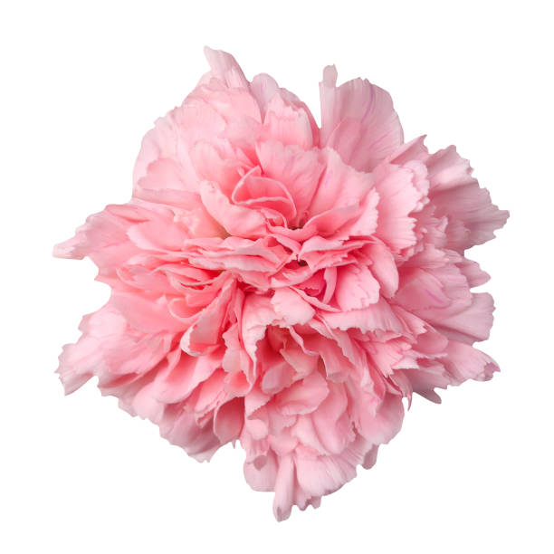 istock Macro photo dianthus flower on white isolated background. 1371057573