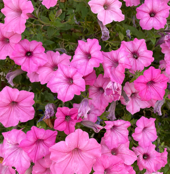 Pink petunia flowers. stock photo