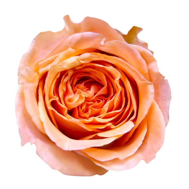 istock Orange blooming rose kahala on isolated white background. 1371058115