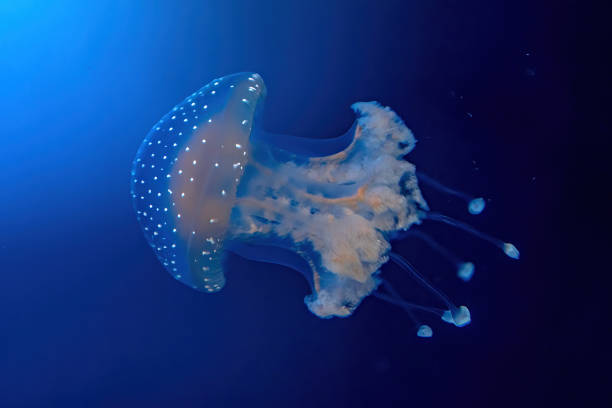 close up of australian spotted jellyfish - white spotted jellyfish imagens e fotografias de stock