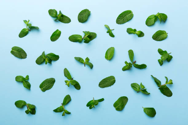 istock Fresh green mint leaves on white background, Mint leaves pattern Top view with copy space 1371058422