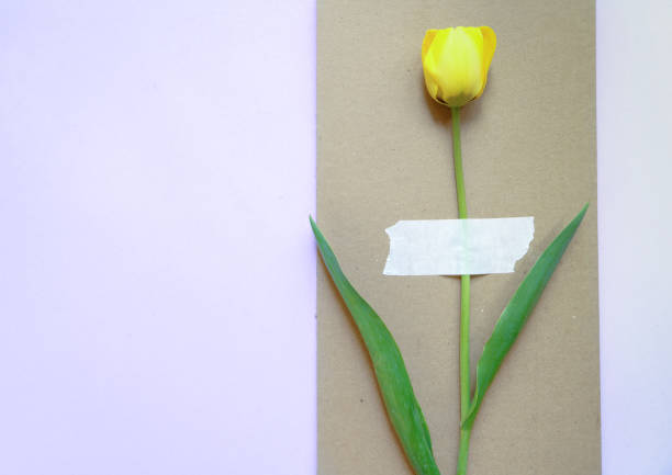 istock The yellow tulip is fixed on craft cardboard. 1371059383