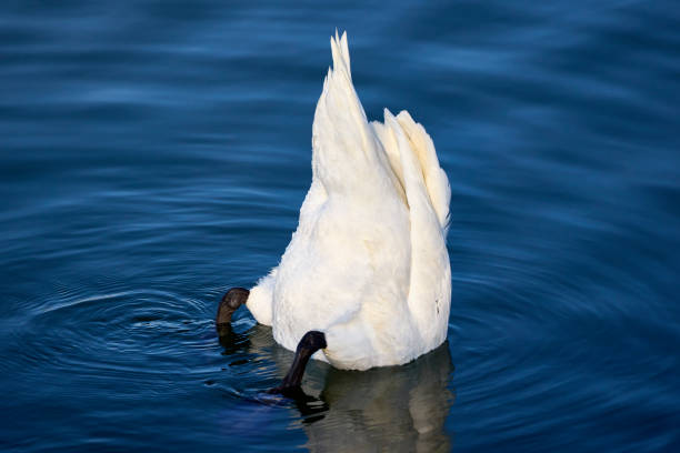 istock a beautiful swan on a river on a sunny day 1371059401