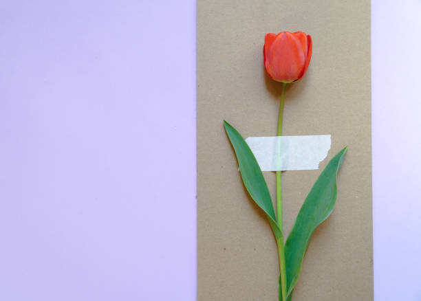 istock The red tulip is fixed on a craft cardboard with a place for text. . 1371059414