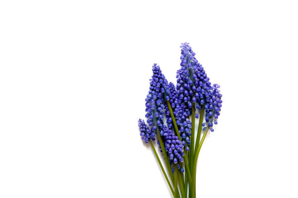 istock Bouquet of blue muscari flowers on a white background with space for text. 1371059430