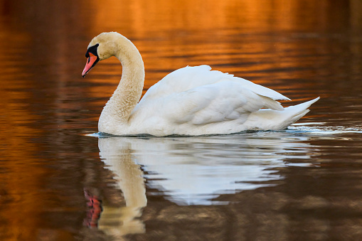 Mute swan swimming in a river on a winter afternoon