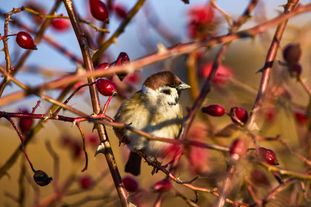 a sparrow among the branches of a rose bush