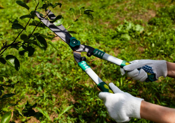 istock gloved hands hold garden shears that cut a branch on a tree 1371059846