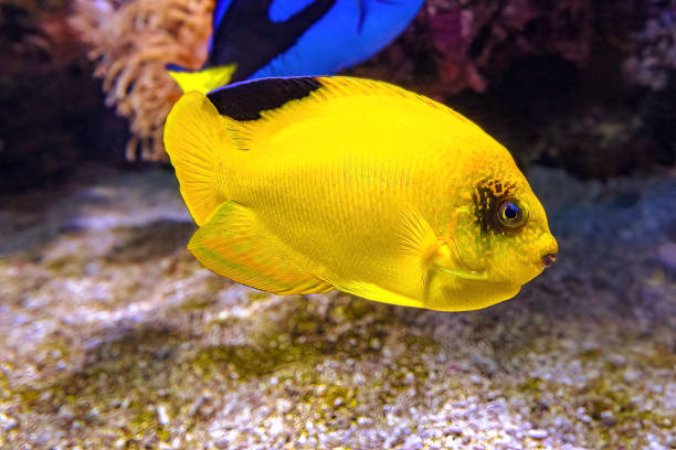 Yellow Woodhead's Angelfish