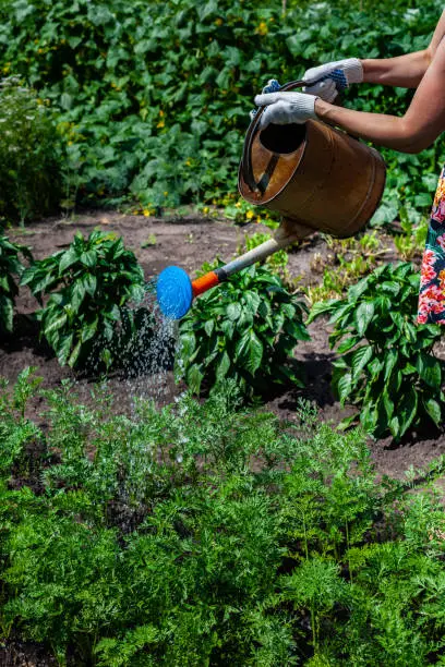 Photo of woman pouring water from a watering can over a garden bed