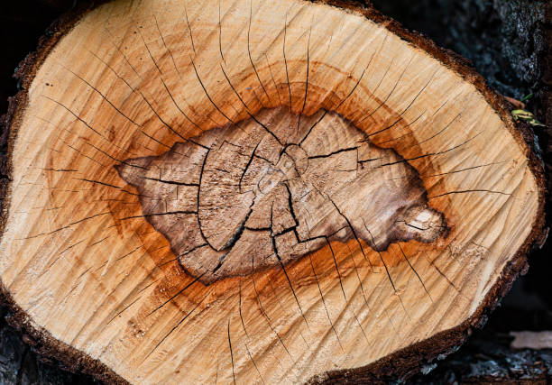 istock sawn wood cut in profile with rings view 1371060129