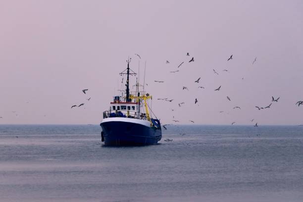 Big fishing boat in the sea and seagulls stock photo