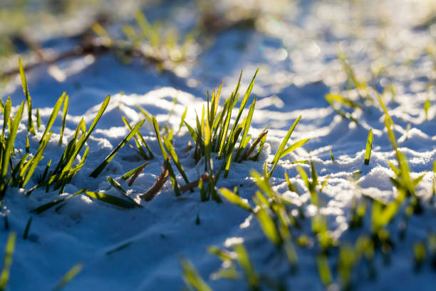 agricultural field where grain rye is grown, winter rye in the winter season in the snow