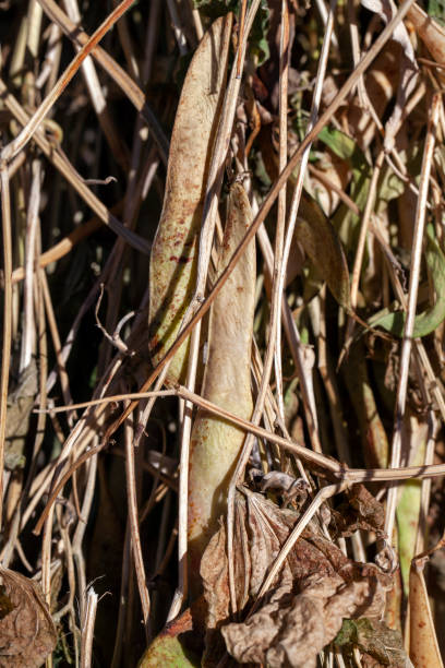 harvested beans while drying plants outdoors