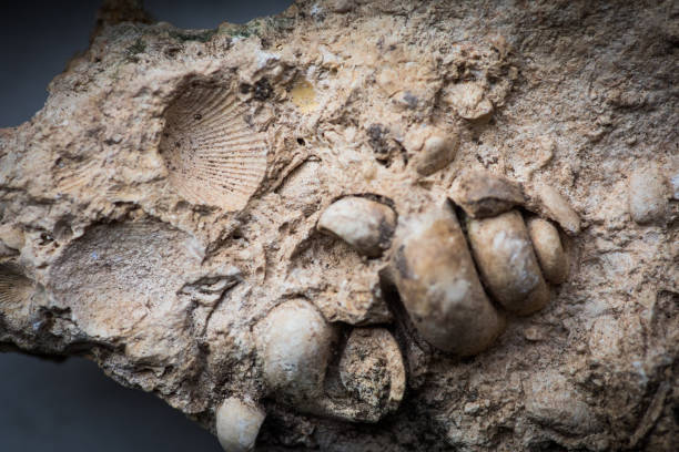 istock Gastropod and sea shell fossils trapped in sandstone 1371061231