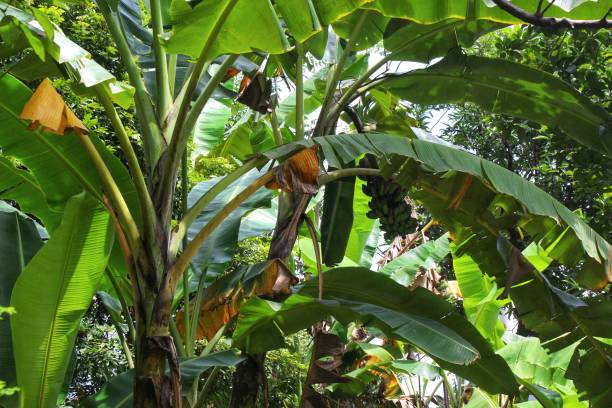 istock green banana garden 1371061360