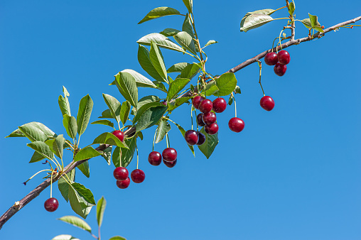 cherry tree