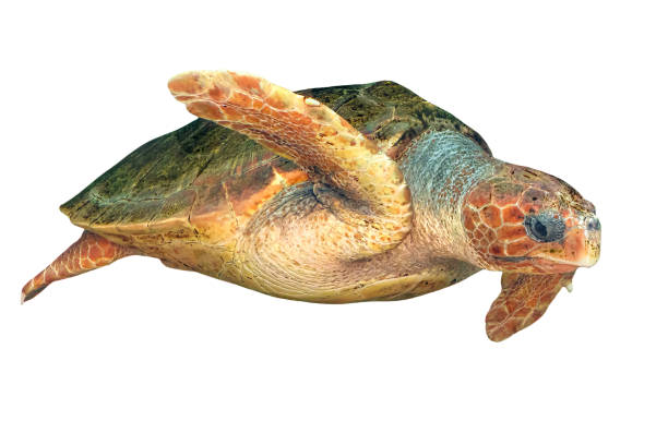 istock Hawksbill sea turtle isolated on white background 1371061705