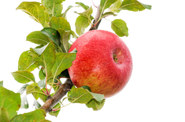 a red apple on a branch drawn against a white background