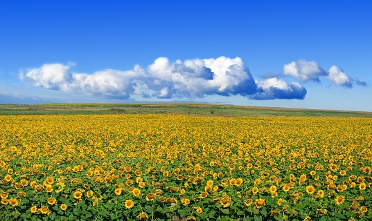 beautiful sunflower field panorama