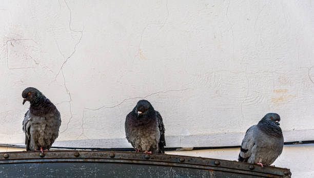 istock Pigeons trying to warm up after a cold day 1371063096