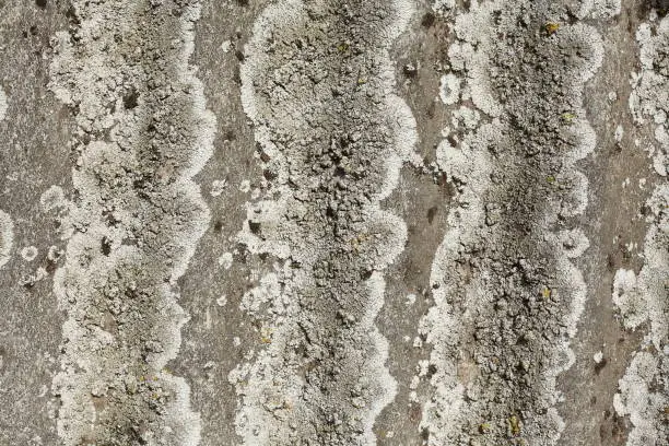 Grey tree bark, bark, wood texture, background, Germany, Europe