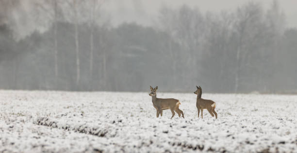 istock Winter landscape of roe deer herd 1371063275