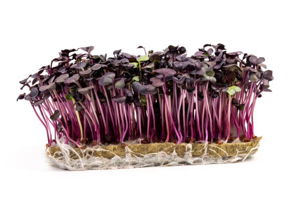 istock Fresh purple radish sprouts isolated on white. Microgreens. 1371064830