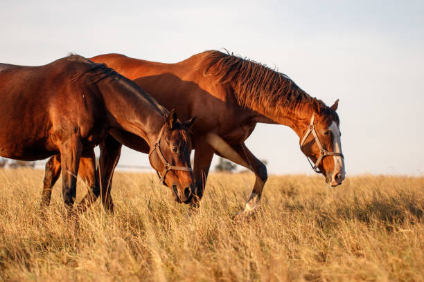 istock Two horses walking in dry grass on pasture 1371065090