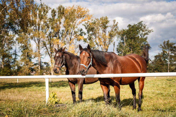 due cavalli marroni al pascolo - livestock horse bay animal foto e immagini stock