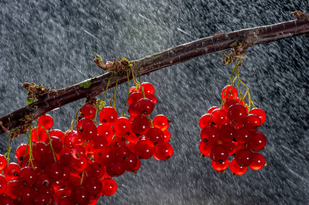 ribes rosso sul ramo effetto pioggia - ramo parte della pianta foto e immagini stock