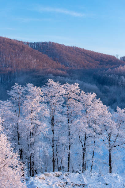 istock Frost covered trees in Furano in Hokkaido. 1371066041