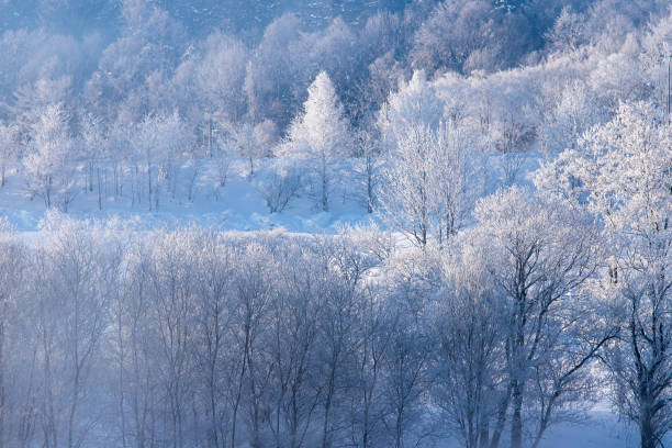 Frost covered trees in Furano in Hokkaido. stock photo