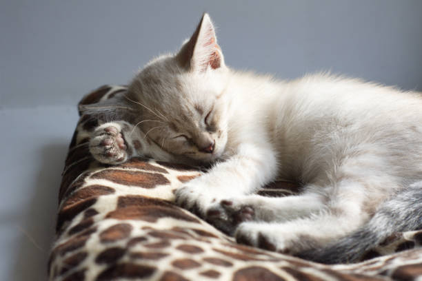 A light kitten with blue eyes is sitting on a litter