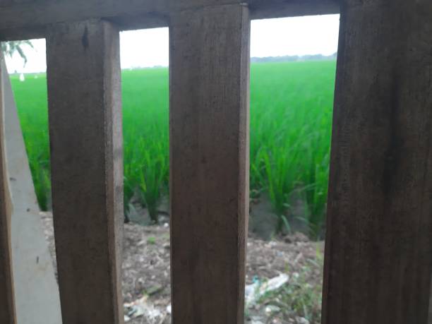 istock see the green rice fields from behind the fence 1371066346