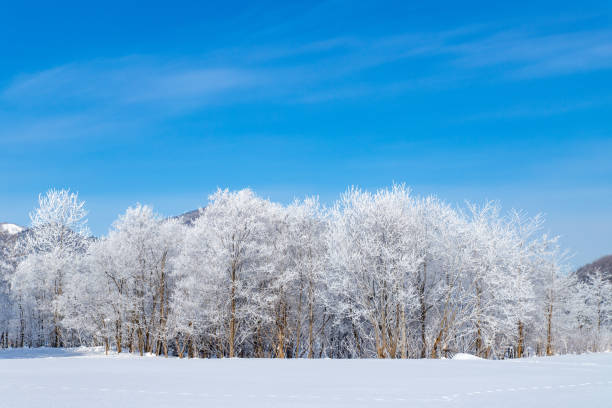 Frost covered trees in Furano in Hokkaido. stock photo
