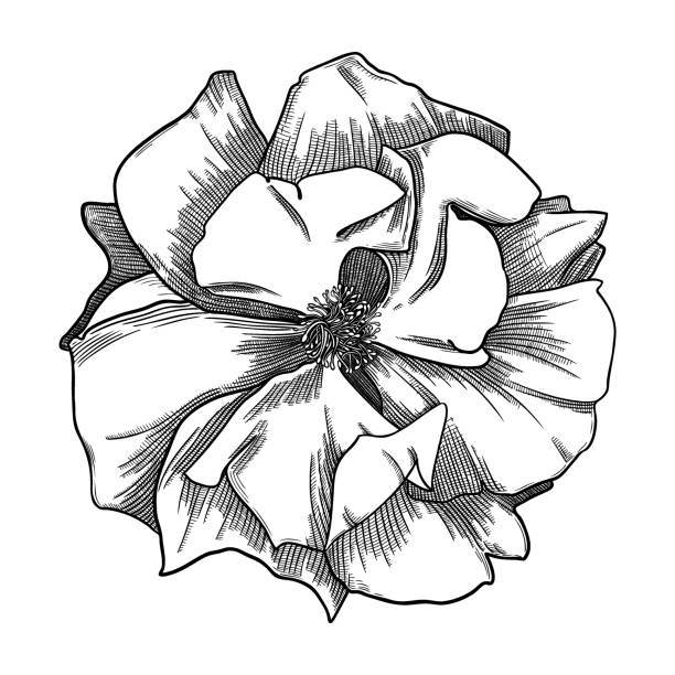 rose flowers drawing Elegant rose illustration. Botanical drawing of summer flowers. Hand-drawn garden rose bud. Engraved style floral drawing on white background. Hand-sketched rose for wedding or brand design wild rose hip stock illustrations