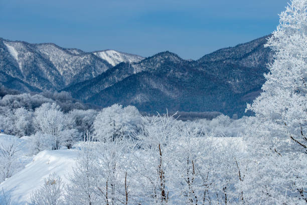 istock Frost covered trees in Furano in Hokkaido. 1371067964