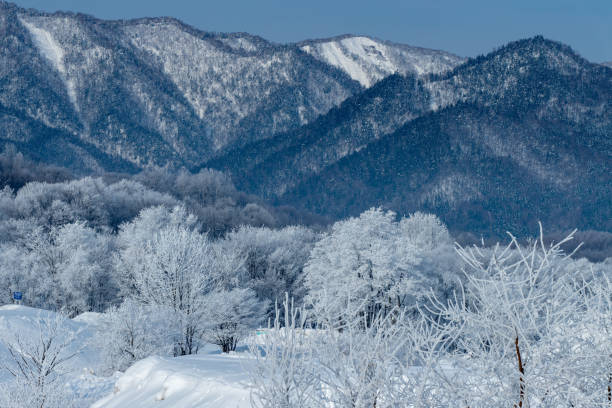 istock Frost covered trees in Furano in Hokkaido. 1371067978