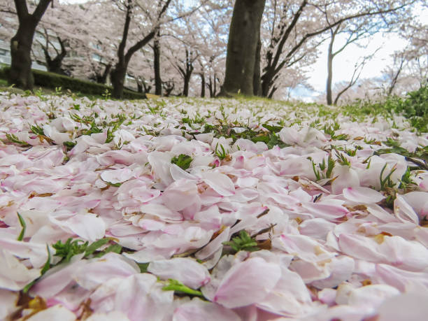 istock beautiful sakura flower 1371068830
