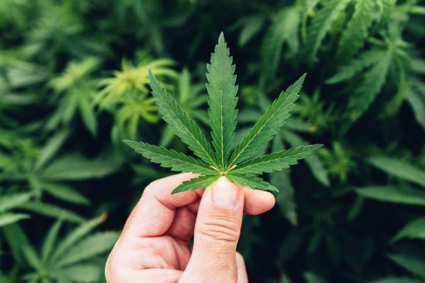 istock Cannabis Sativa grower gently examining crop leaf in field during the regular check-up of plantation 1371069213