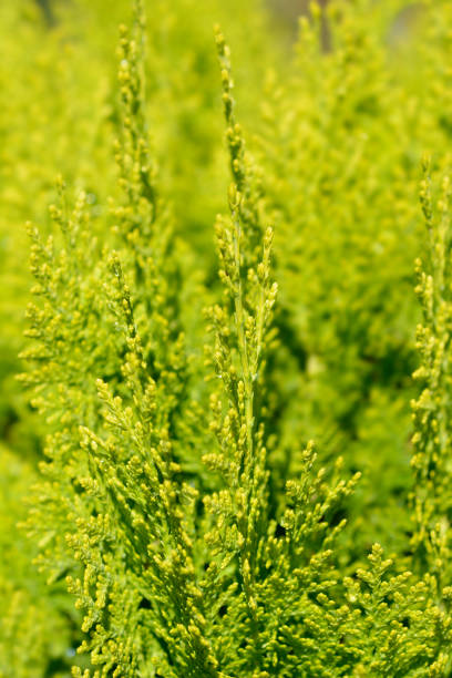 istock Dwarf golden oriental thuja 1371070248